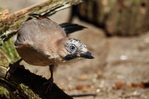 Vigilant Jay