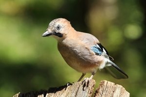 Eurasian Jay on Tree Stump