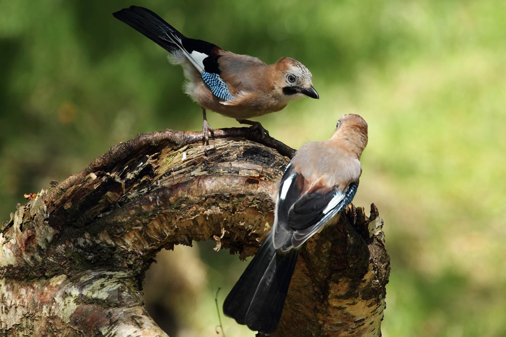 The Eurasian Jay