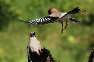 Jay Coming in to Land