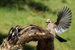 Jay and Great Spotted Woodpecker