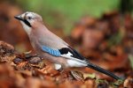 Eurasian Jay