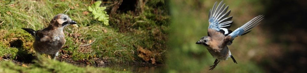 Eurasian Jay Gallery