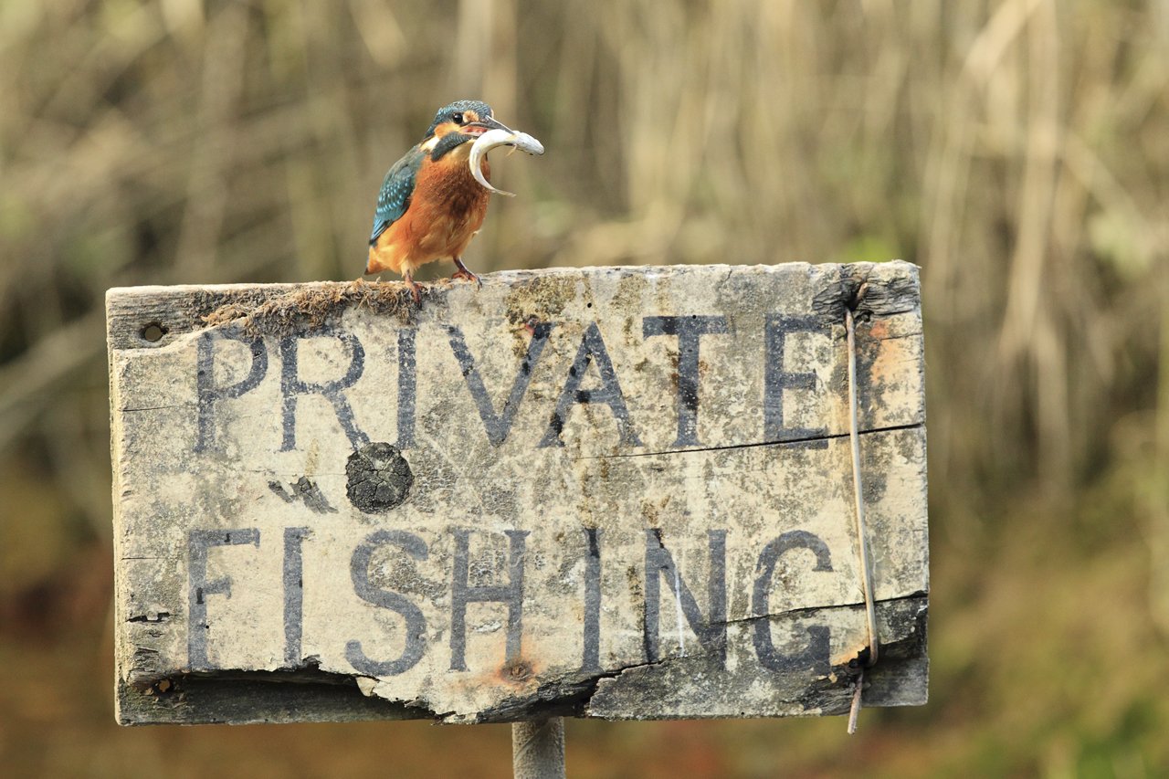 Kingfisher Private Fishing