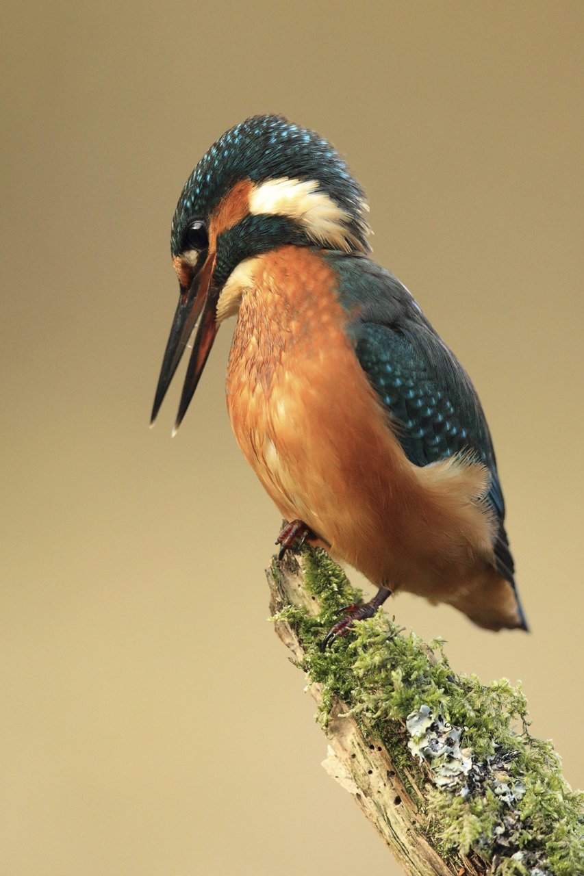 Kingfisher Looking at Fish