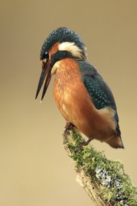 Kingfisher Looking at Fish