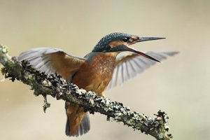 Kingfisher