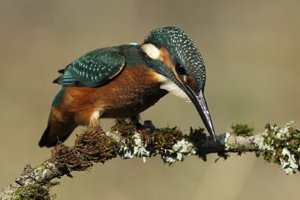 Bird Galleries