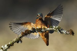 Kingfisher Landing