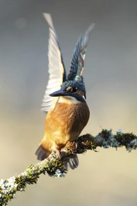 Kingfisher Wings Outstretched
