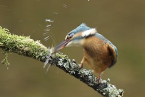Kingfisher Kills Fish
