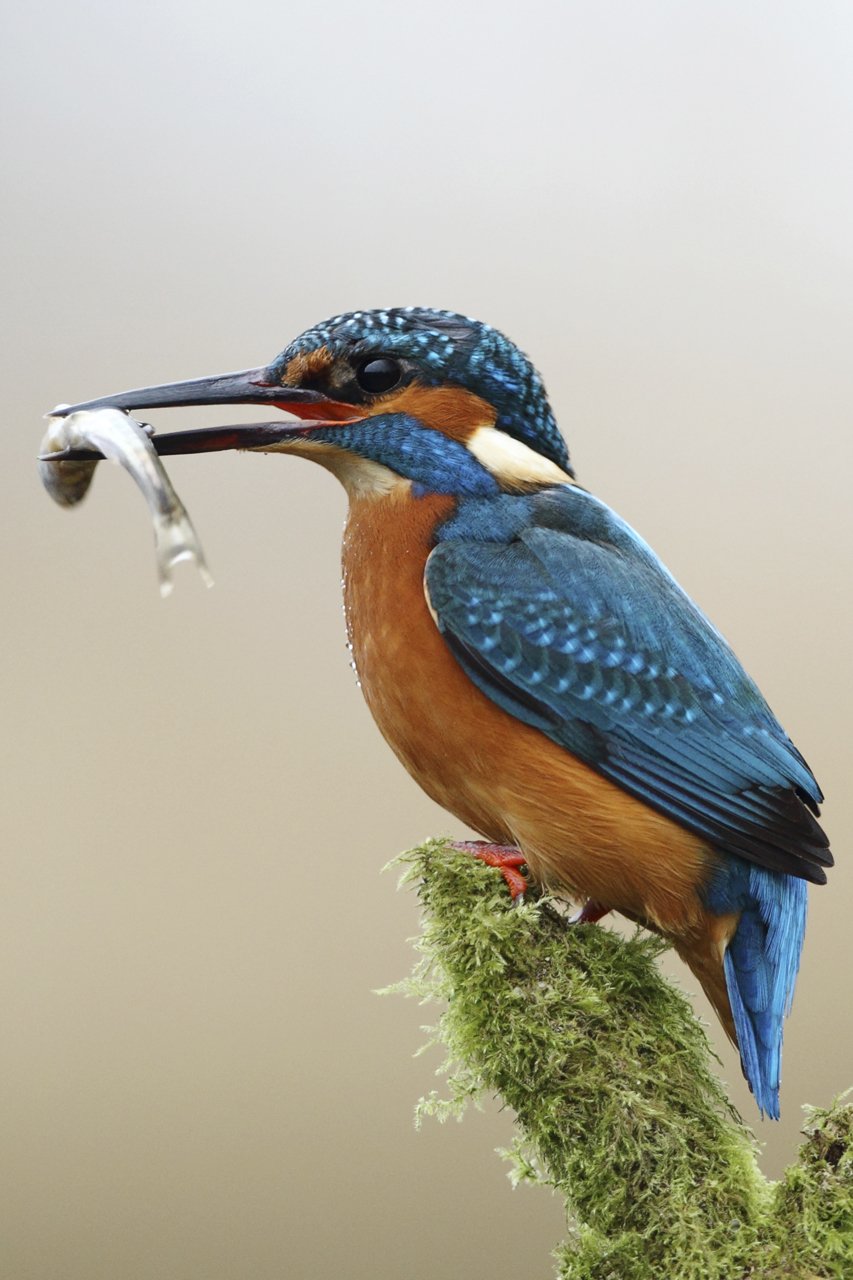 Kingfisher on Perch with Fish