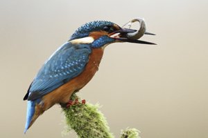 Kingfisher's with Fish and Tongue Visible