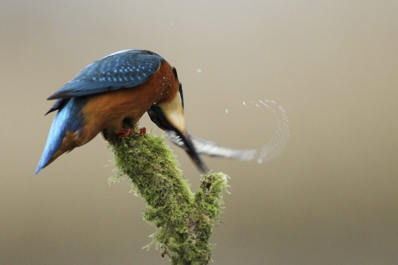 Kingfisher Killing Fish