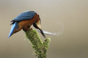 Kingfisher Killing Fish