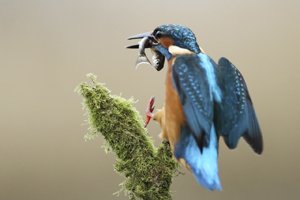 Kingfisher Lands with Fish