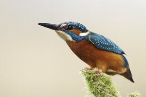 Kingfisher Threat Posture