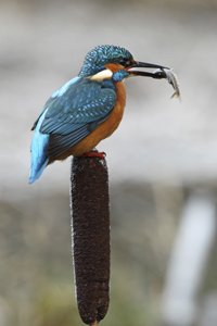Kingfisher on Bullrush with Fish