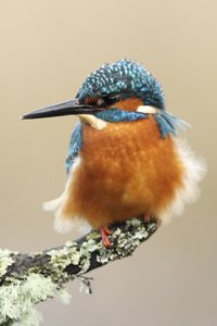 Kingfisher Feathers Raised