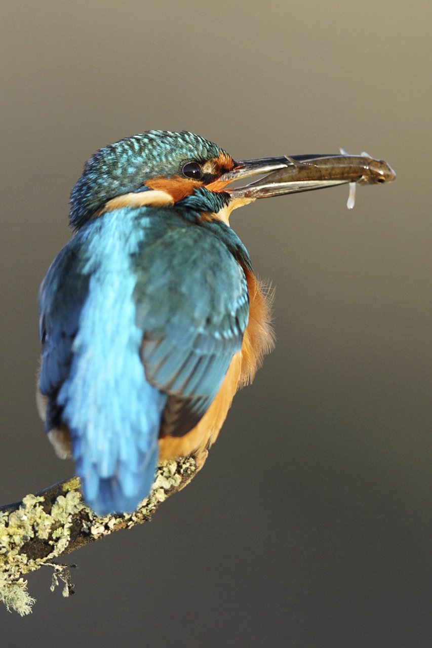 Kingfisher Side View