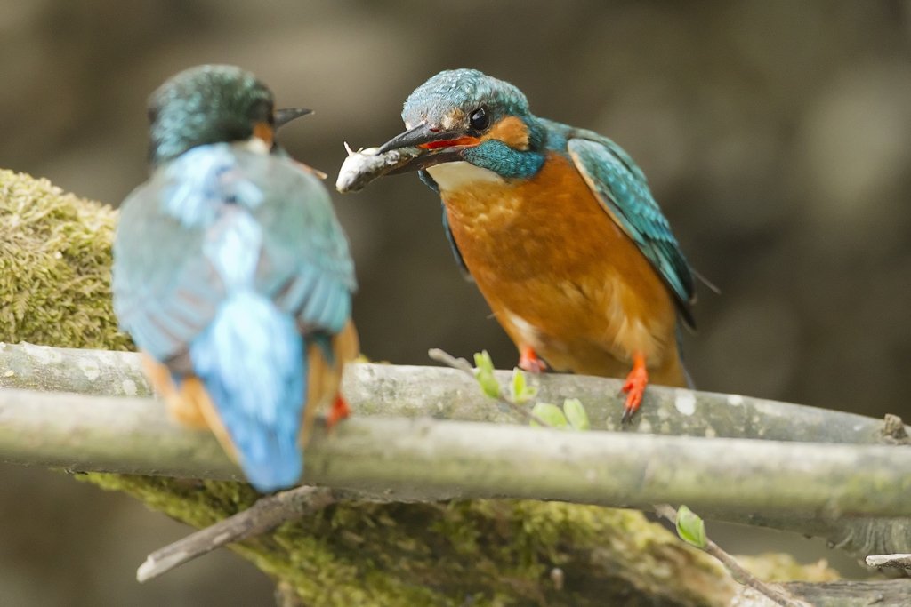 Male Kingfisher Passes Fish to Female