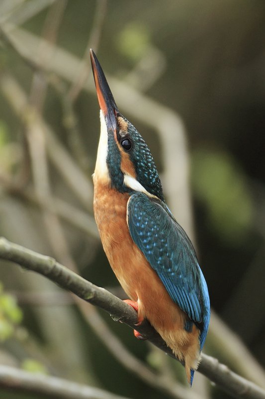Kingfisher Looking Up