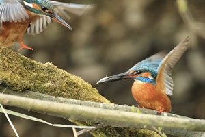 Female Kingfisher Runs to Male