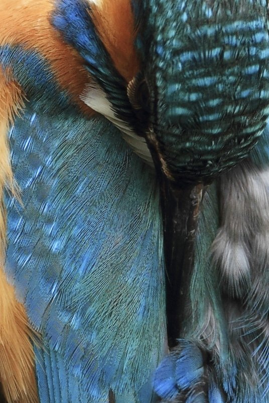 Kingfisher Preening