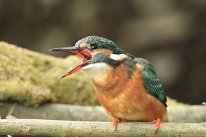 Kingfisher Swallowing Fish