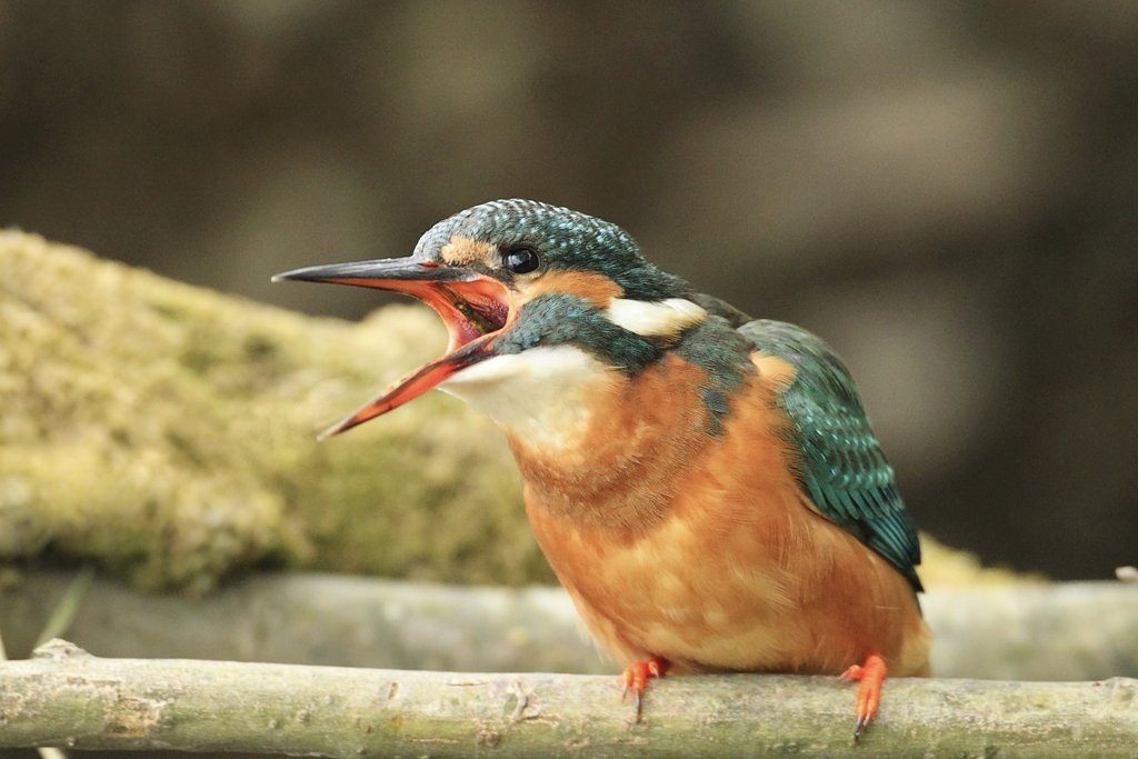 Kingfisher Swallowing Fish