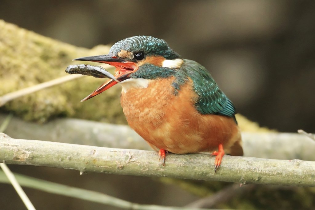 Female Kingfisher Tosses Fish
