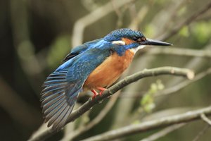 Kingfisher With Wing Outstretched