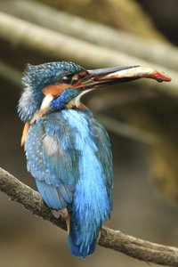Kingfisher And Fish, From Behind