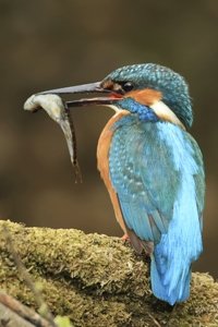 Kingfisher Presents Fish
