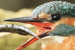 Kingfisher