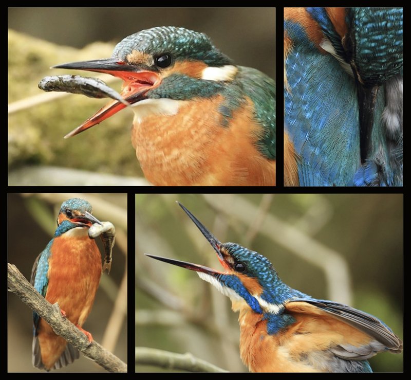 Kingfisher