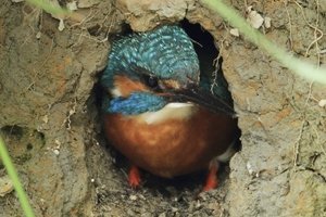 Kingfisher Leaving Burrow