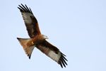Red Kite in Flight