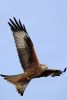 Red Kite