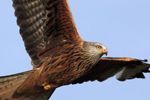 Red Kite