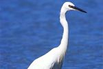 Little Egret