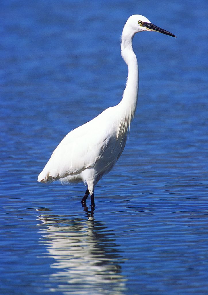 Little Egret