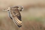 Short-eared Owls