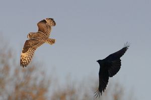 Short-eared Owl Mobbed by Crow