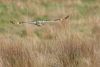 Short-eared Owls