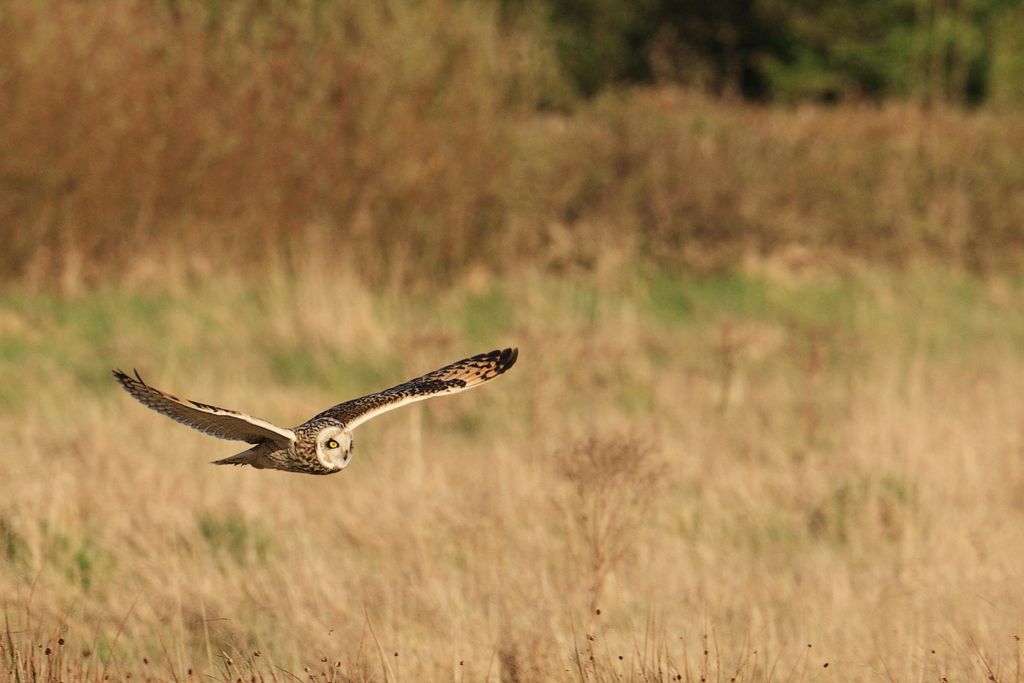Short-eared Owl over Brown Grass