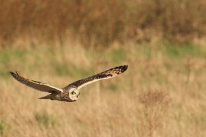 Short-eared Owl over Brown Grass