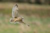 Short-eared Owls