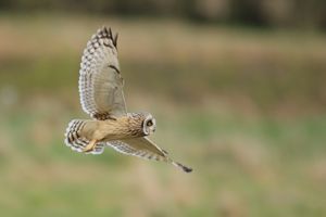 Short-eared Owl Underparts