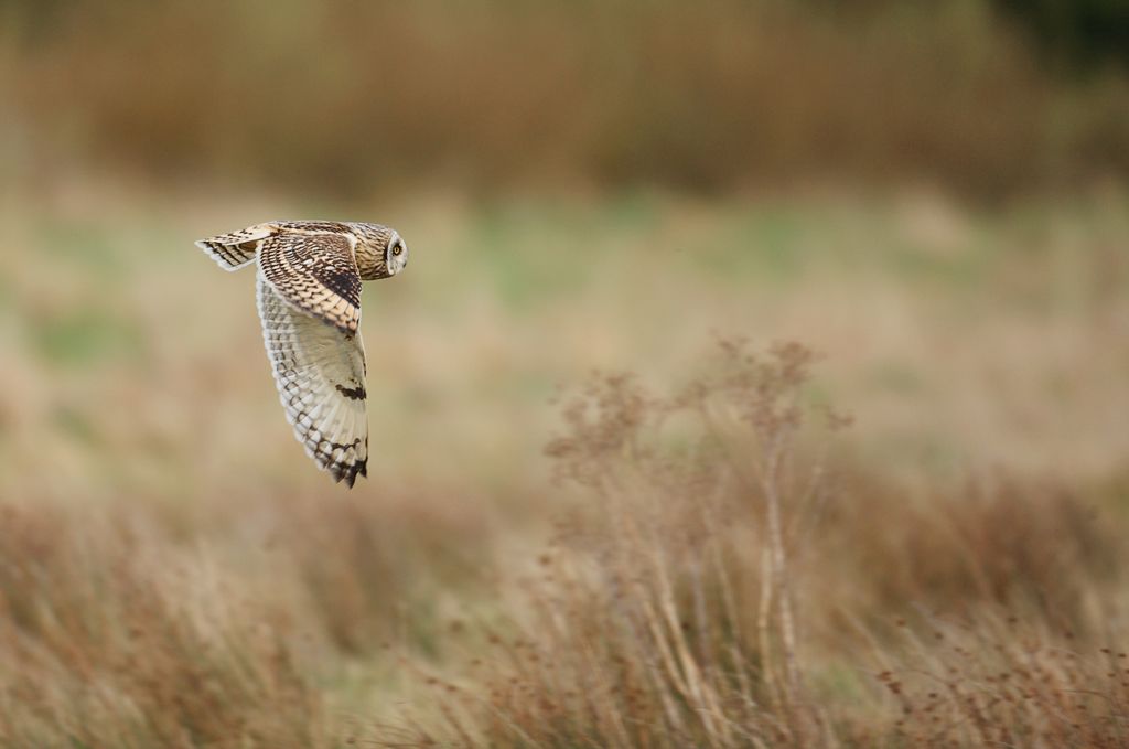 Short-eared Owl in Ashbourne